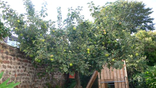 Our slightly excitable Bramley apple tree